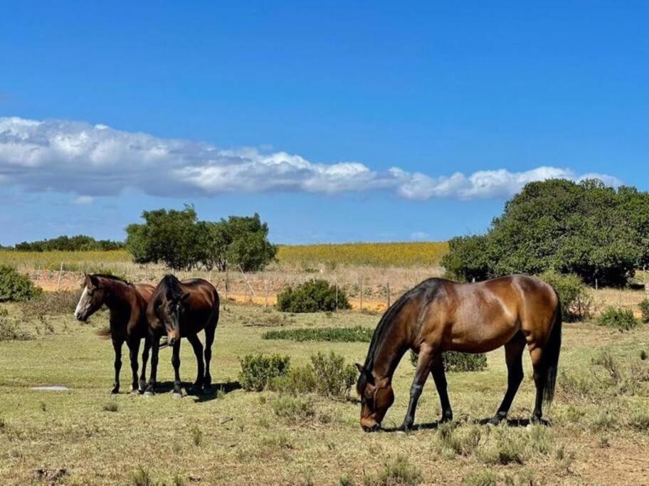 Heron Cottage - Living The Breede Malgas 외부 사진